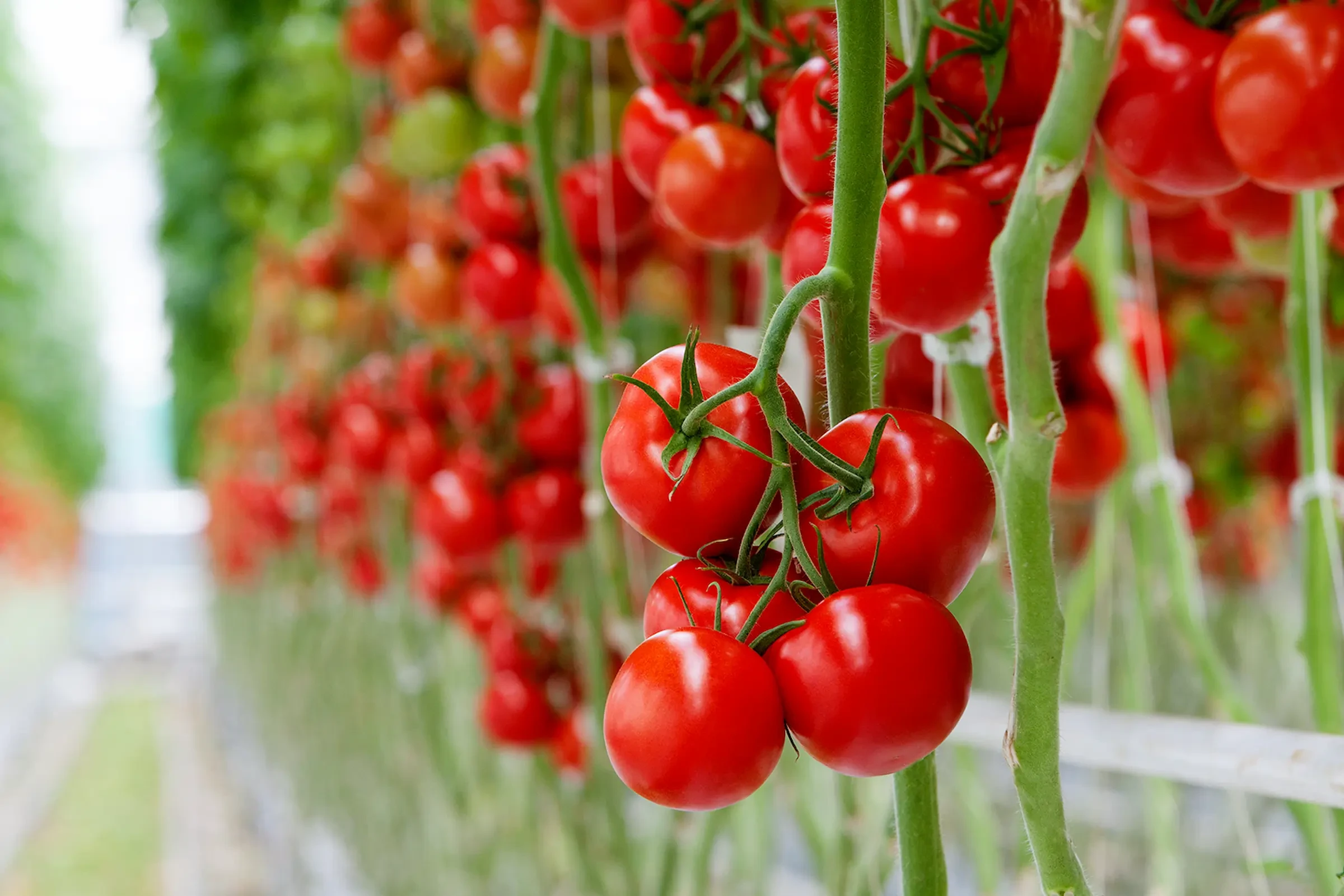 Bedrijfsreportage tomaten Van den Heuvel